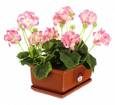 Geranium Asti cachepot Dekollete Bonsai