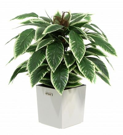 Croton Claire Cachepot Dekollete Clasico 30