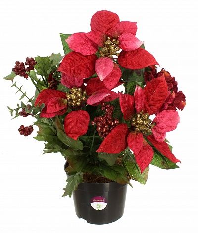 Poinsettia Mirabel in a cachepot