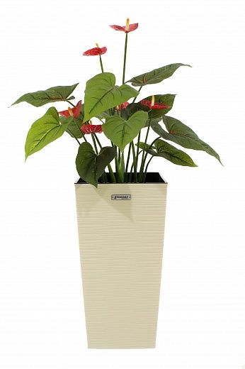 Anthurium Tavira cachepot Dekollete Cuno 46 Eco