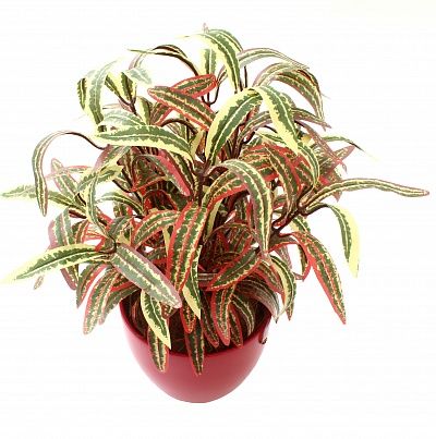 Dracaena Alder Autumn Cachepot Dekollete 15