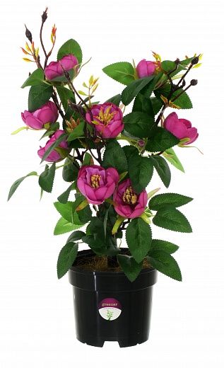 Camellia Derby in pot