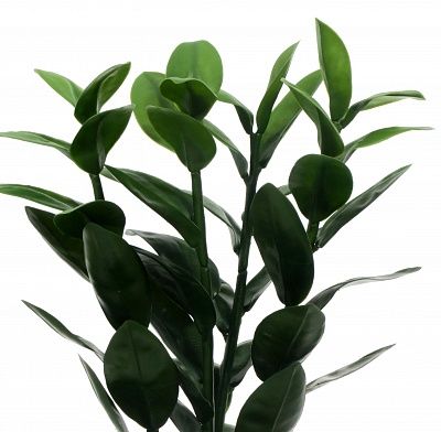 Zamioculcas Cargon quattro cachepot Dekollete Chess 20