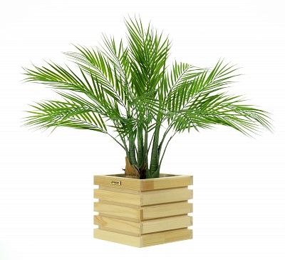 Palm Pichino Fitta cachepot Dekollete Bandas 20