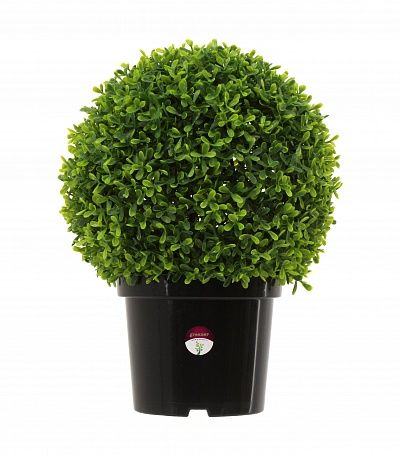 Boxwood Ball Wende mini