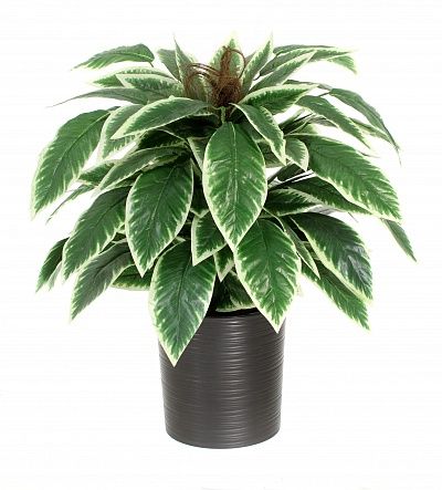 Croton Claire Cachepot Dekollete Clasico 30