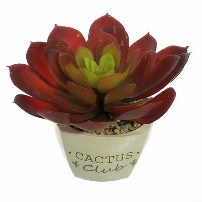 Echiveria Tabasco Cachepot Dekollete Cactus Club