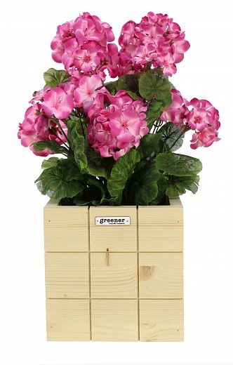 Geranium Rizado Cachepot Dekollete Chess 20