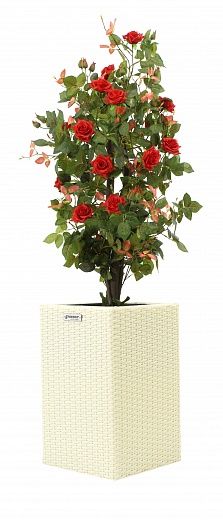 Rose Michel cachepot Dekollete Rattan Cube 50