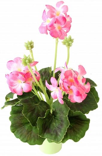 Geranium Asti