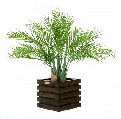 Palm Pichino Fitta cachepot Dekollete Bandas 20