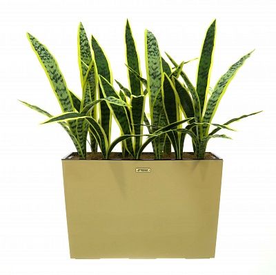 Sansevieria Gurun Dose Cachepot Dekollete 37