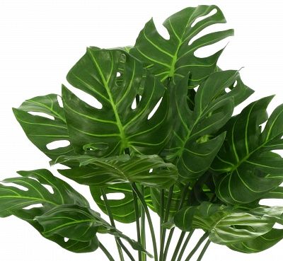 Monstera Tagira Dos cachepot Dekollete Rant 18