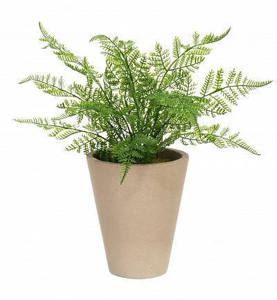 Fern Asparagus Connet Dekollete concrete 17 pot