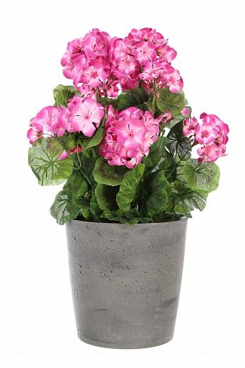 Geranium Rizado cachepot Dekollete Concrete 17