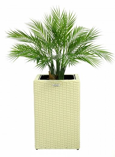 Palm Pichino Fitta cachepot Dekollete Rattan Cube 50