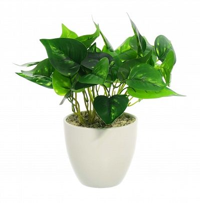 Tradescantia Lani pot Dekollete 12