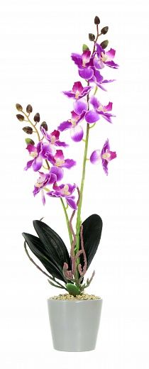 Orchid Phalaenopsis Seattle cachepot Dekollete Piccolo 8