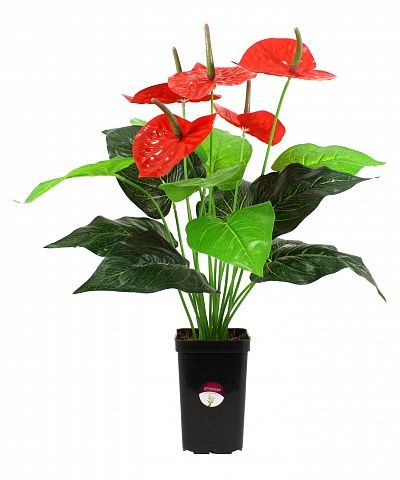 Anthurium Claire