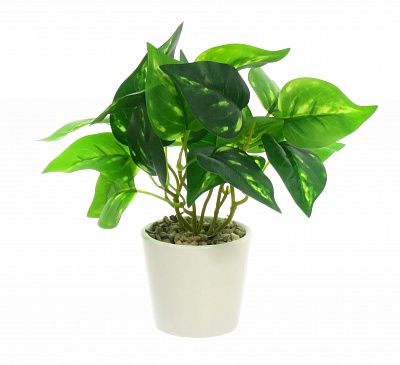 Tradescantia Lani Dekollete Piccolo planter 8