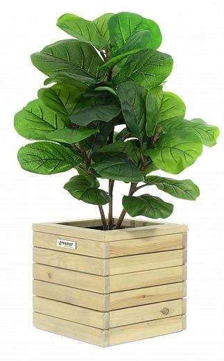 Ficus Lirata Alto cachepot Dekollete Roca Cube 30