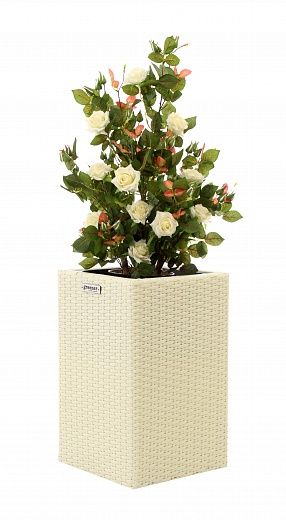 Rose Dustin Cachepot Dekollete Rattan Cube 50