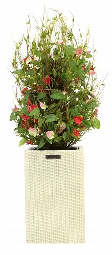 Anthurium Achita cachepot Dekollete Rattan Cube 50