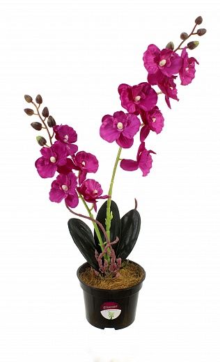 Phalaenopsis orchid Seattle