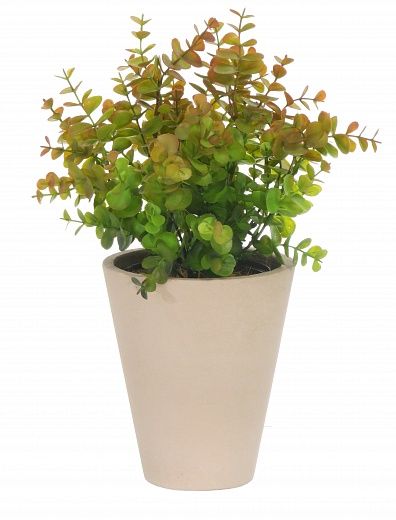 Eucalyptus Lozanne pot Dekollete Concrete 17