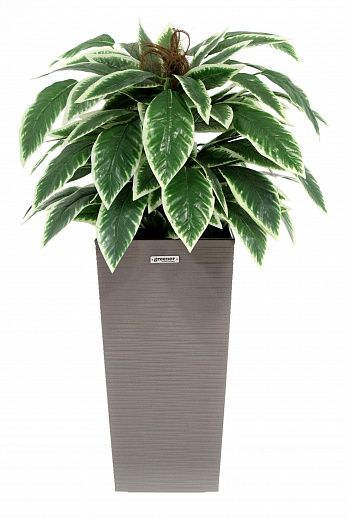 Croton Claire Cachepot Dekollete Kuno 46 Eco