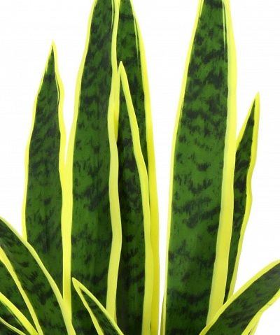 Sansevieria Gurun Cinco Cachepot Dekollete Kuno 46 Echo