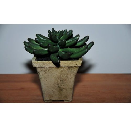 Euphorbia H18 D16 cm in cachepot