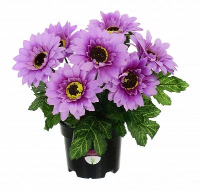 Gerbera Laura in cachepot available to order 6 pieces