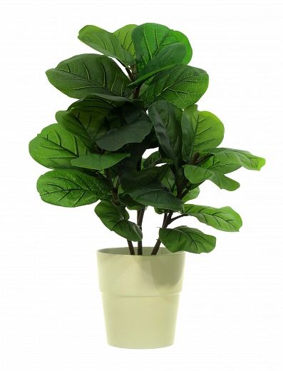 Ficus Lirata Alto