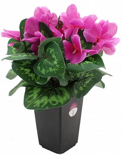 Cyclamen Rodis