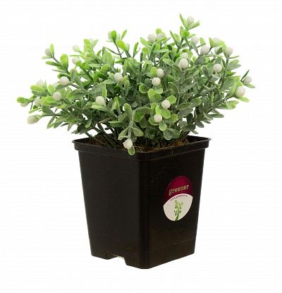 Boxwood Heather White in a cachepot