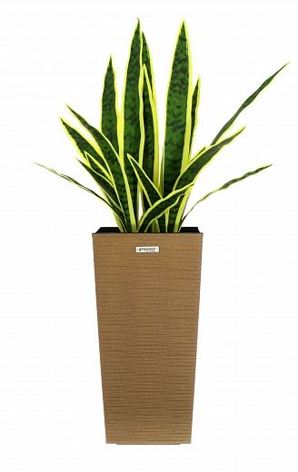 Sansevieria Gurun Cinco Cachepot Dekollete Kuno 46 Echo