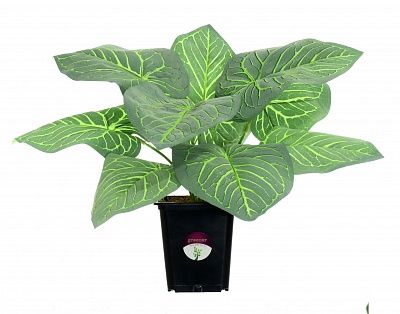 Alocasia Fez in cachepot