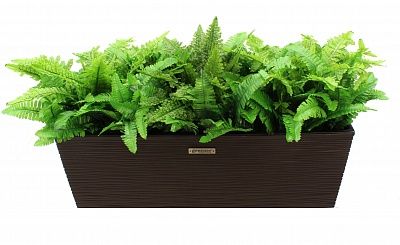 Fern Nephrolepis Jaffe Q cachepot Dekollete 19