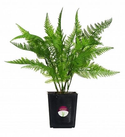 Halti fern in pot