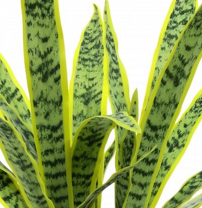 Sansevieria Gurun Cinco