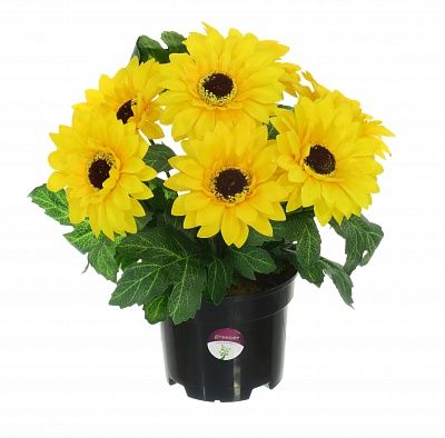 Gerbera Laura in cachepot available to order 6 pieces