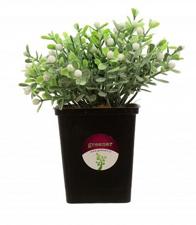 Boxwood Heather White in a cachepot