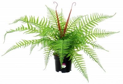 Awaji fern in pot