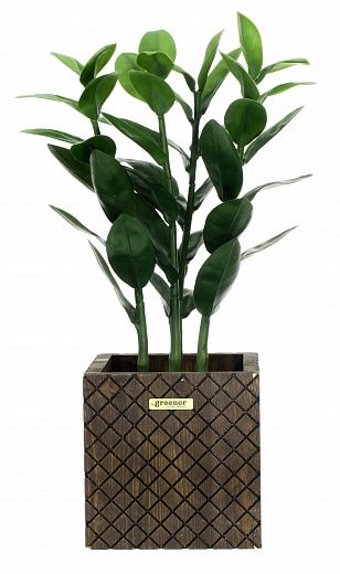 Zamioculcas Cargon Quatro Cachepot Dekollete Gurido 20