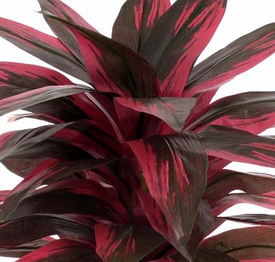 Calathea Sant