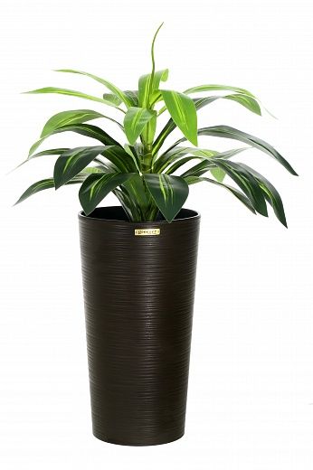 Dracaena orli cachepot Dekollete Serso 46