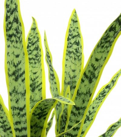 Sansevieria Gurun Cinco cachepot Dekollete Bandas 20 color