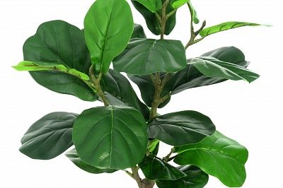 Ficus Lyrata Marmari Dekollete Concrete 22 planter available to order 2 pieces