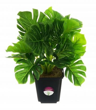 Monstera Arbor in cachepot available for order 10 pieces